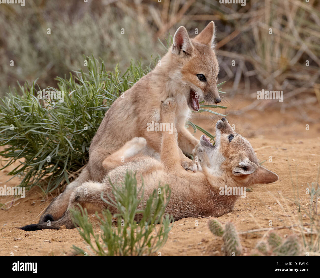 SWIFT-Fuchs (Vulpes Velox) Sets spielen, Pawnee National Grassland, Colorado, Vereinigte Staaten von Amerika, Nordamerika Stockfoto
