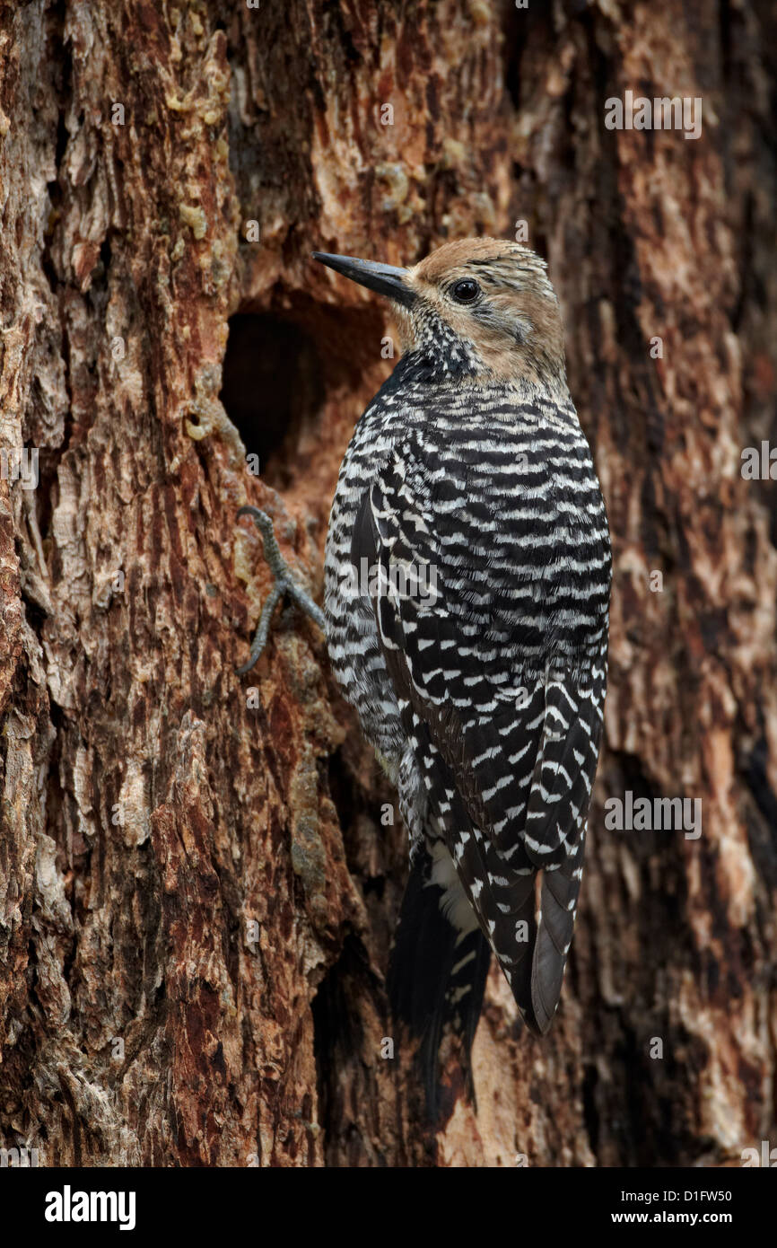 Weibliche Williamson Sapsucker (Sphyrapicus Thyroideus) in seinem Nest Loch, Yellowstone-Nationalpark, Wyoming, USA Stockfoto