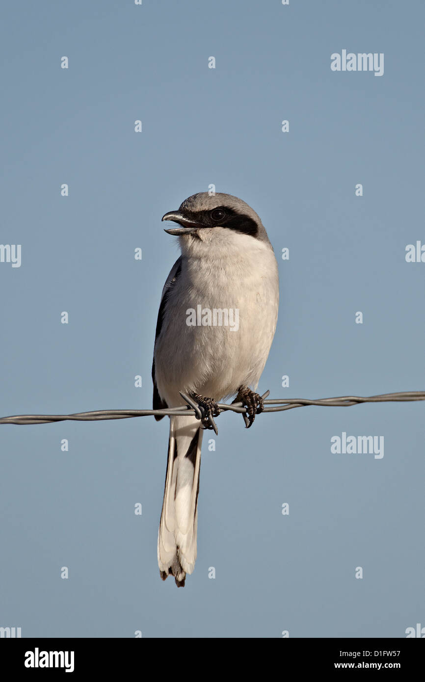 Unechte Würger (Lanius sich), Pawnee National Grassland, Colorado, Vereinigte Staaten von Amerika, Nordamerika Stockfoto