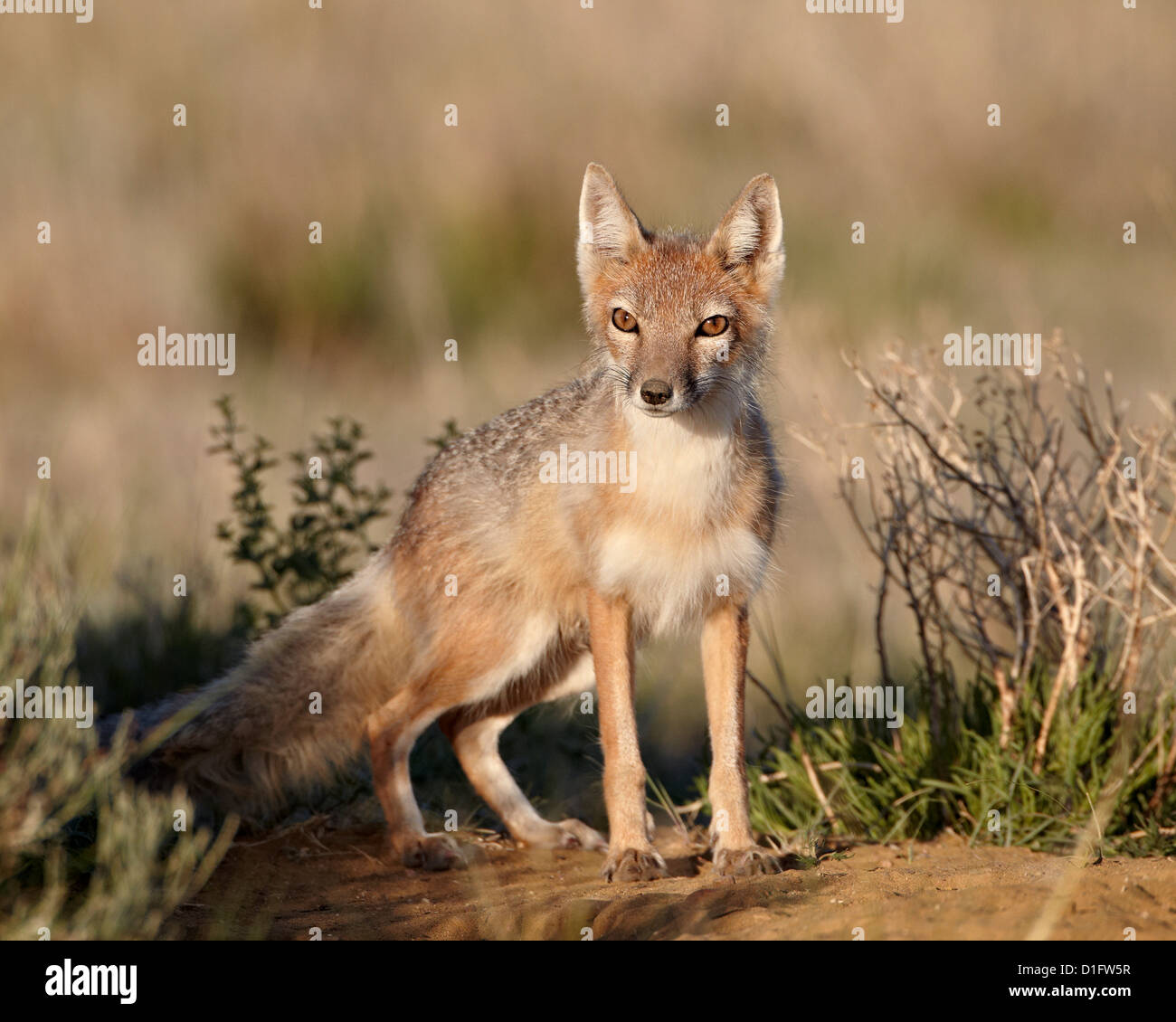 SWIFT-Fuchs (Vulpes Velox), Pawnee National Grassland, Colorado, Vereinigte Staaten von Amerika, Nordamerika Stockfoto