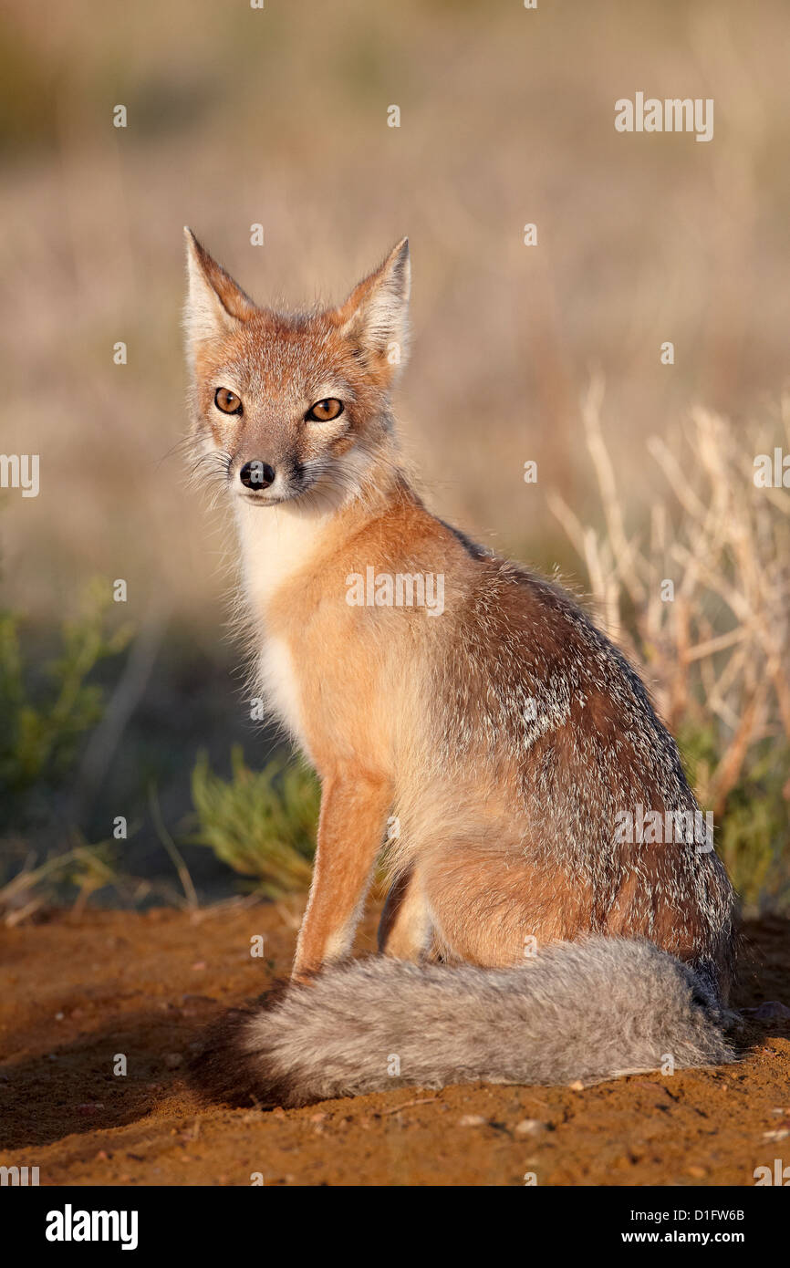 SWIFT-Fuchs (Vulpes Velox), Pawnee National Grassland, Colorado, Vereinigte Staaten von Amerika, Nordamerika Stockfoto