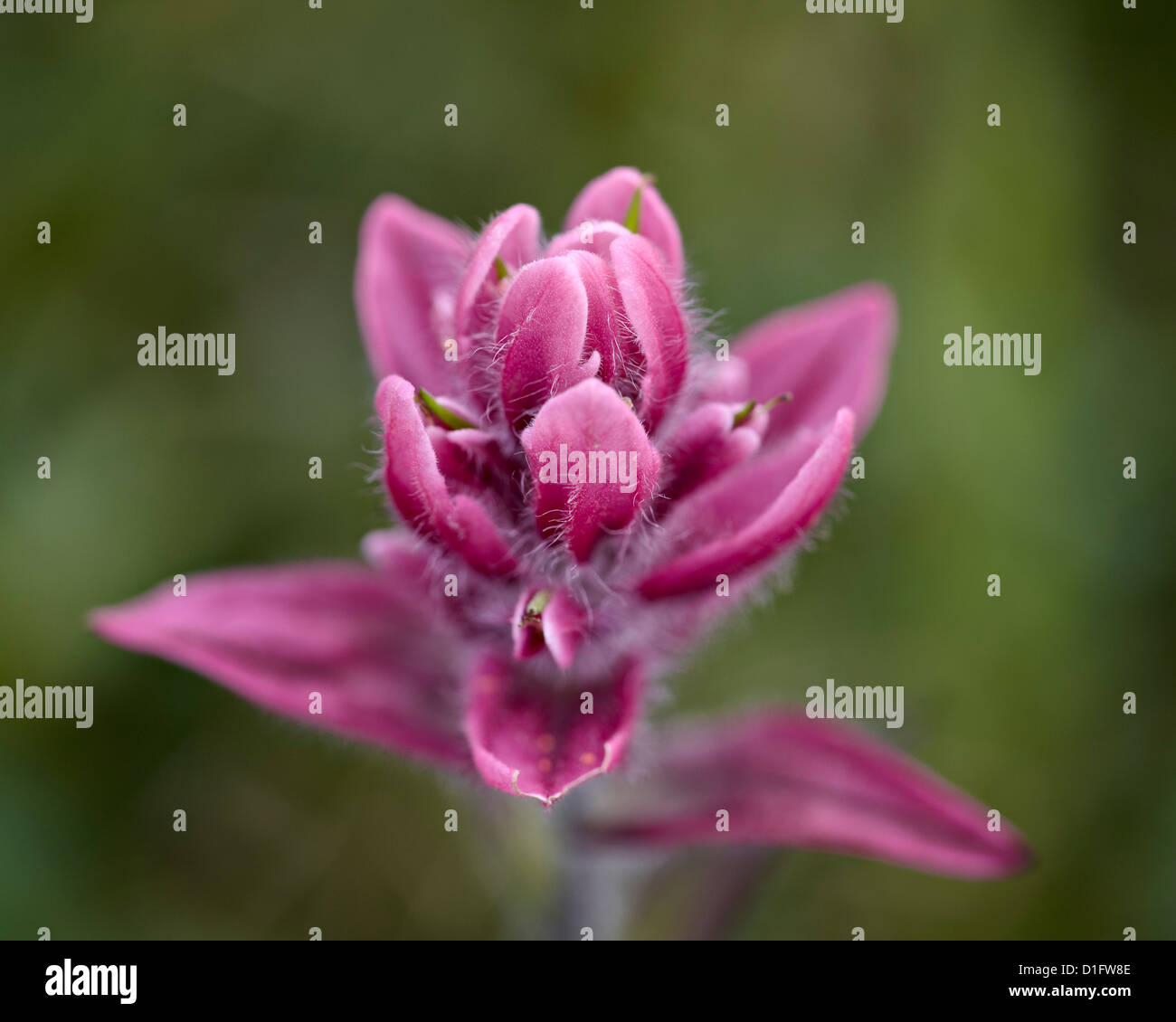 Rosig Pinsel (Splitleaf Indian Paintbrush) (Castilleja Rhexifolia), San Juan National Forest, Colorado, USA Stockfoto