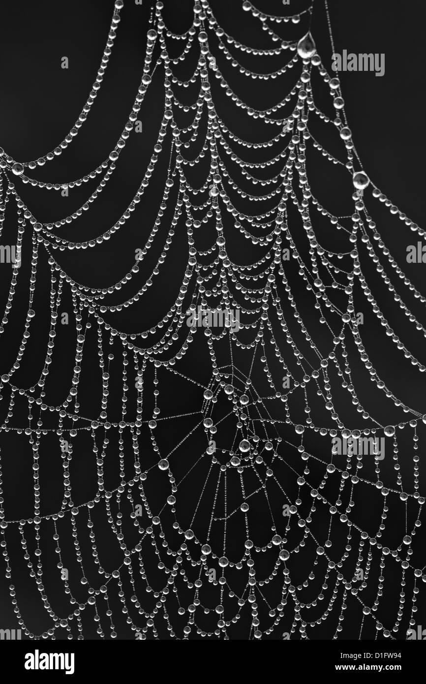 Spinnennetz bedeckt mit Tau, Glacier National Park, Montana, Vereinigte Staaten von Amerika, Nordamerika Stockfoto
