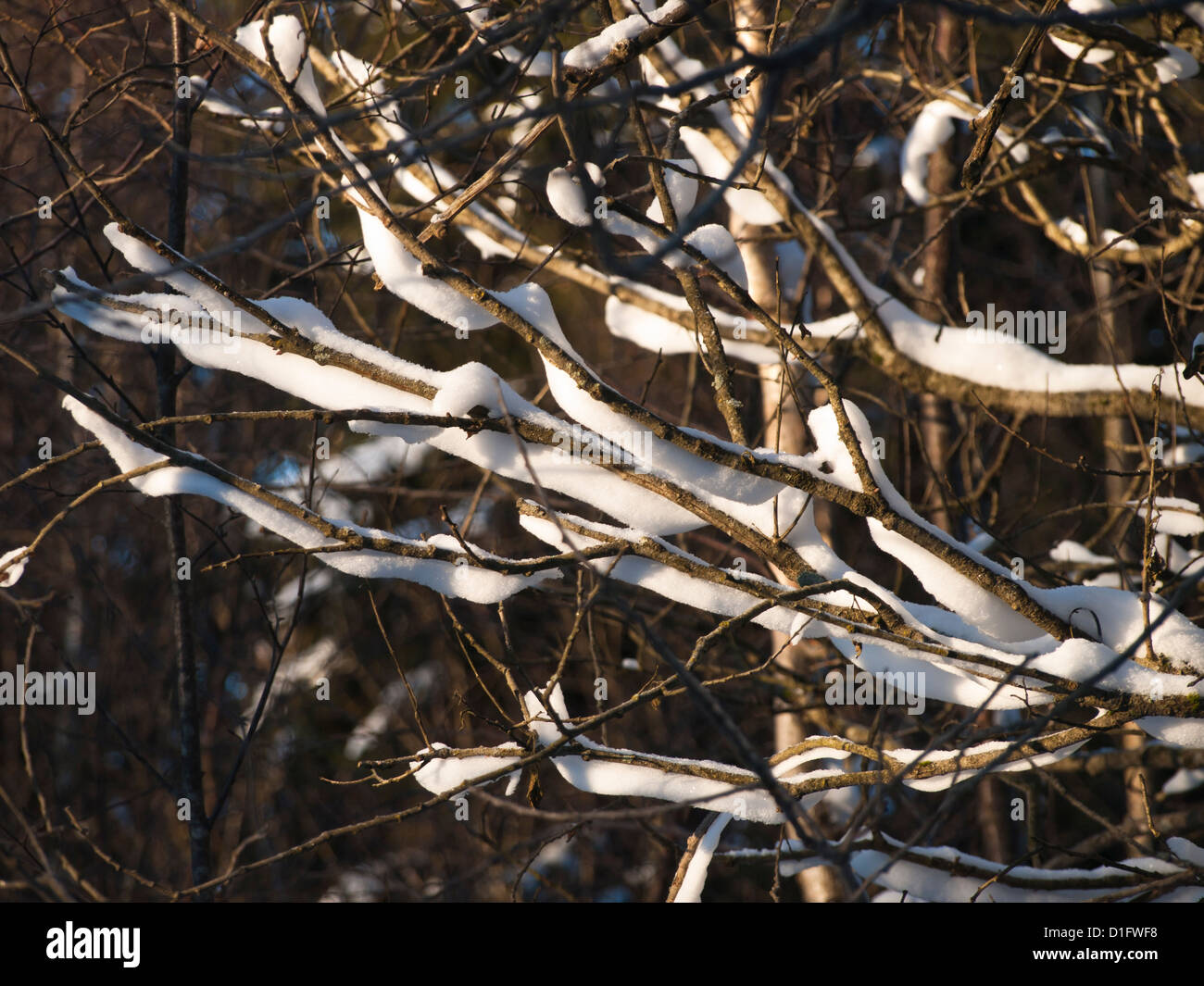 Winter-Szene, Nahaufnahme von Zweigen mit Schnee und Sonne Stockfoto