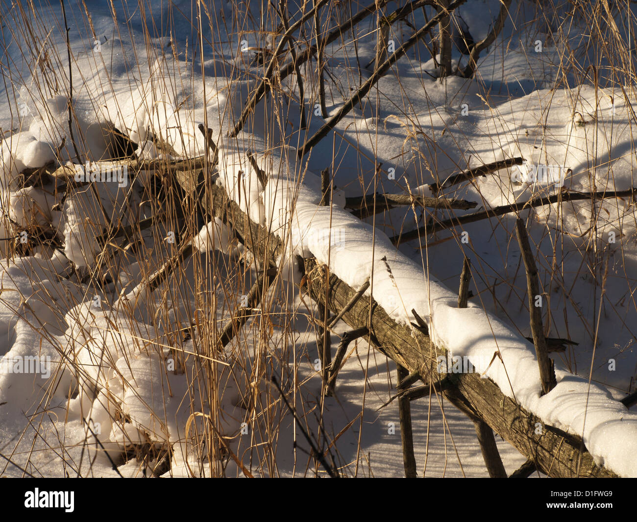 Winter-Szene, gefallenen Baumstamm und trockenes Stroh mit Schnee, Sonne und Schatten Stockfoto