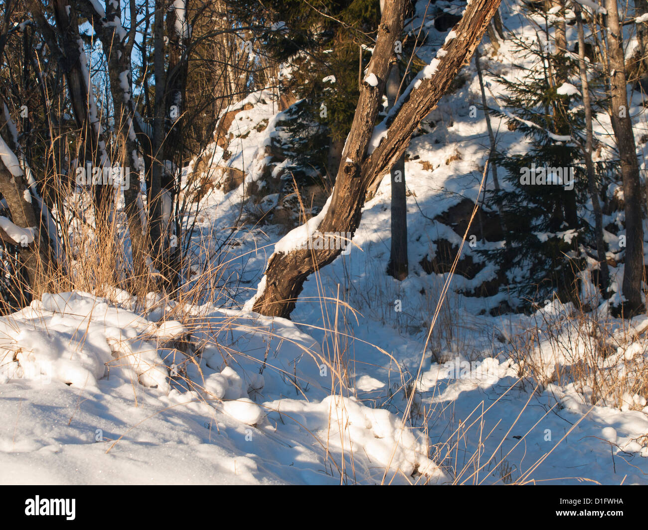 Winter-Szene, Fußweg durch den Wald, Sonnenlicht und Schatten auf dem Schnee Stockfoto