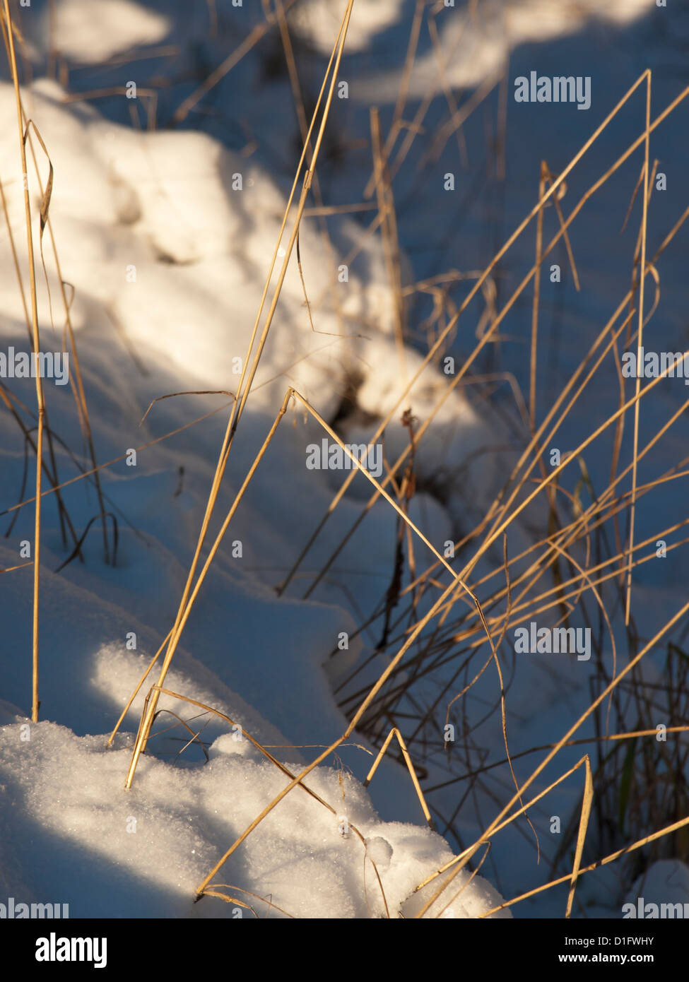 Winter-Szene, trockenes Stroh, Sonne und Schatten auf dem Schnee bedeckten Boden Stockfoto