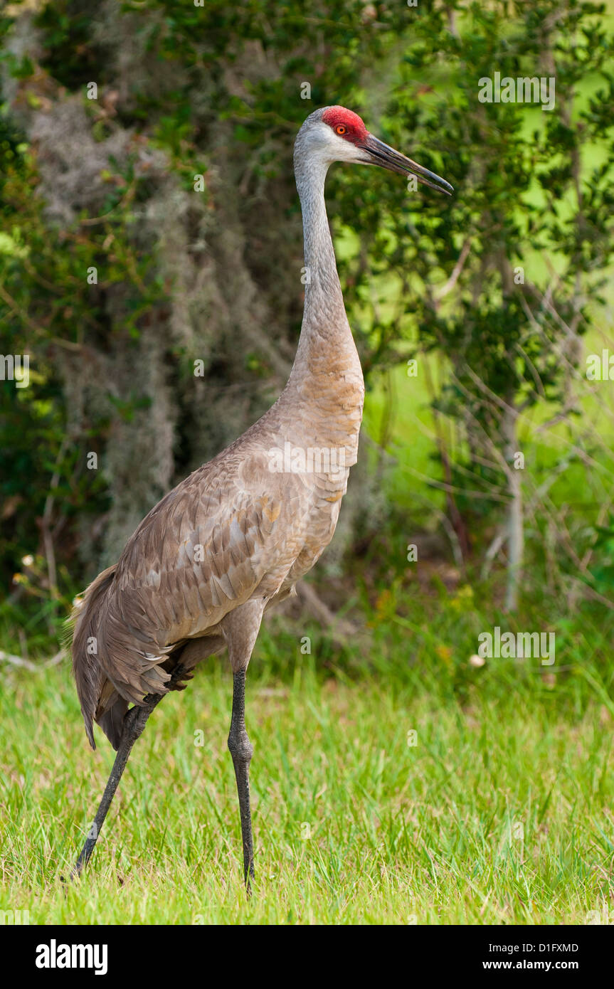 Sandhill Kran (Grus Canadensis), Everglades, Florida, Vereinigte Staaten von Amerika, Nordamerika Stockfoto