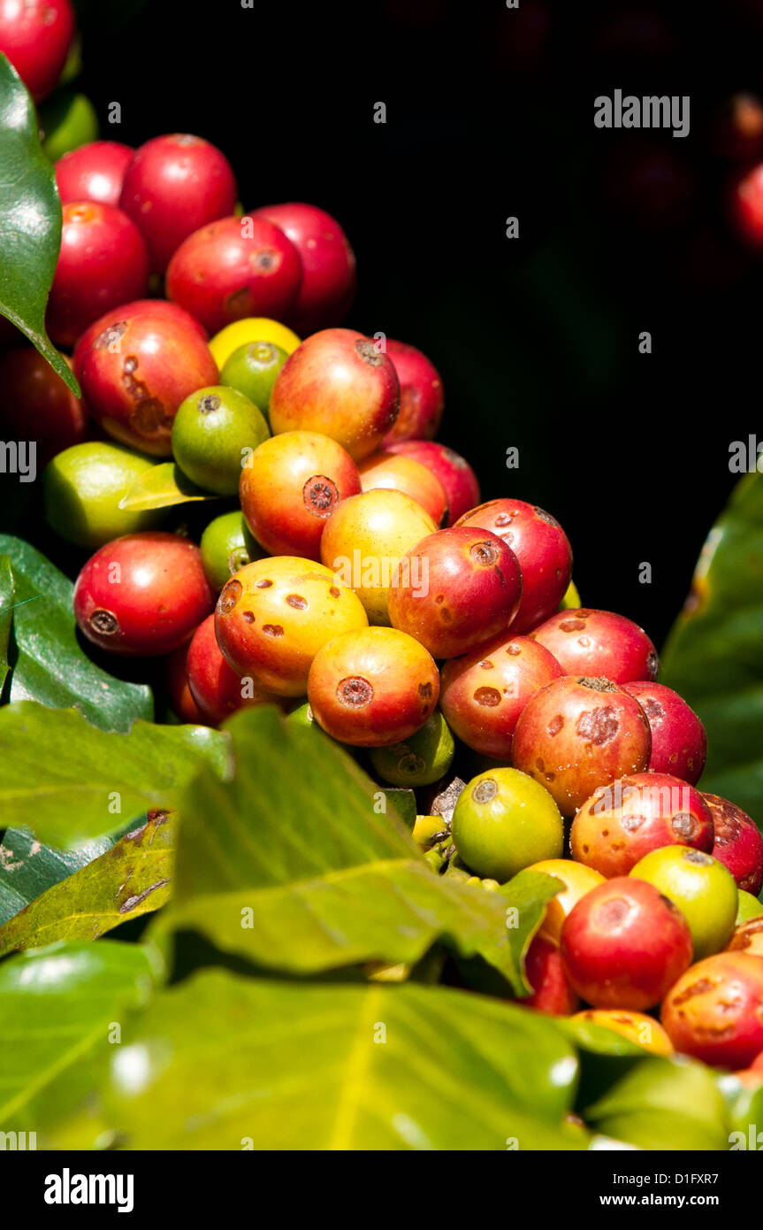 Kaffeeanbau, Santiago Atitlan, Guatemala, Mittelamerika Stockfoto