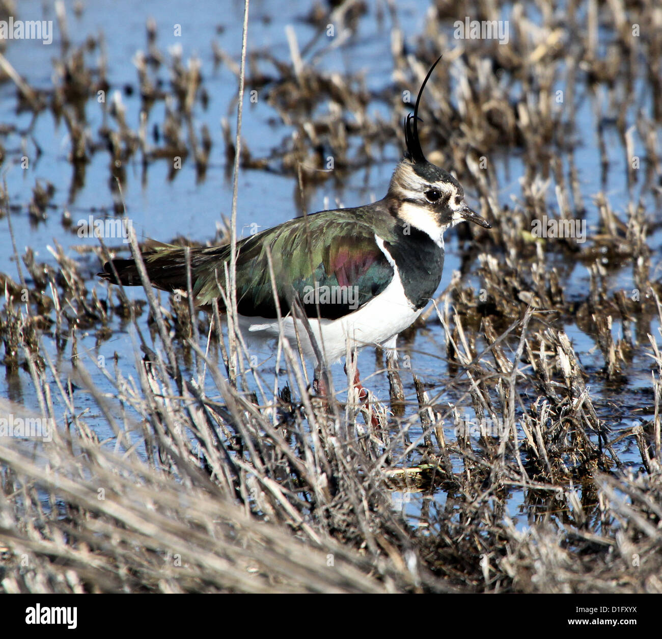 Europäischen gemeinsamen Kiebitz (Vanellus Vanellus) auf Nahrungssuche in Feuchtgebieten Stockfoto