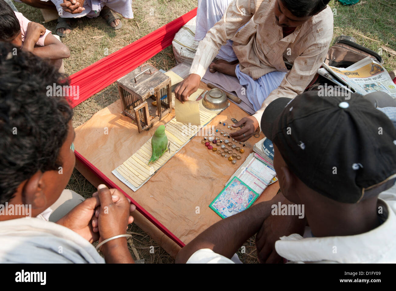 Wahrsagen grünen Sittich verwendet wird, um wählen Sie Tarot-Karten bei Sonepur Vieh Fair, Bihar, Indien, Asien Stockfoto