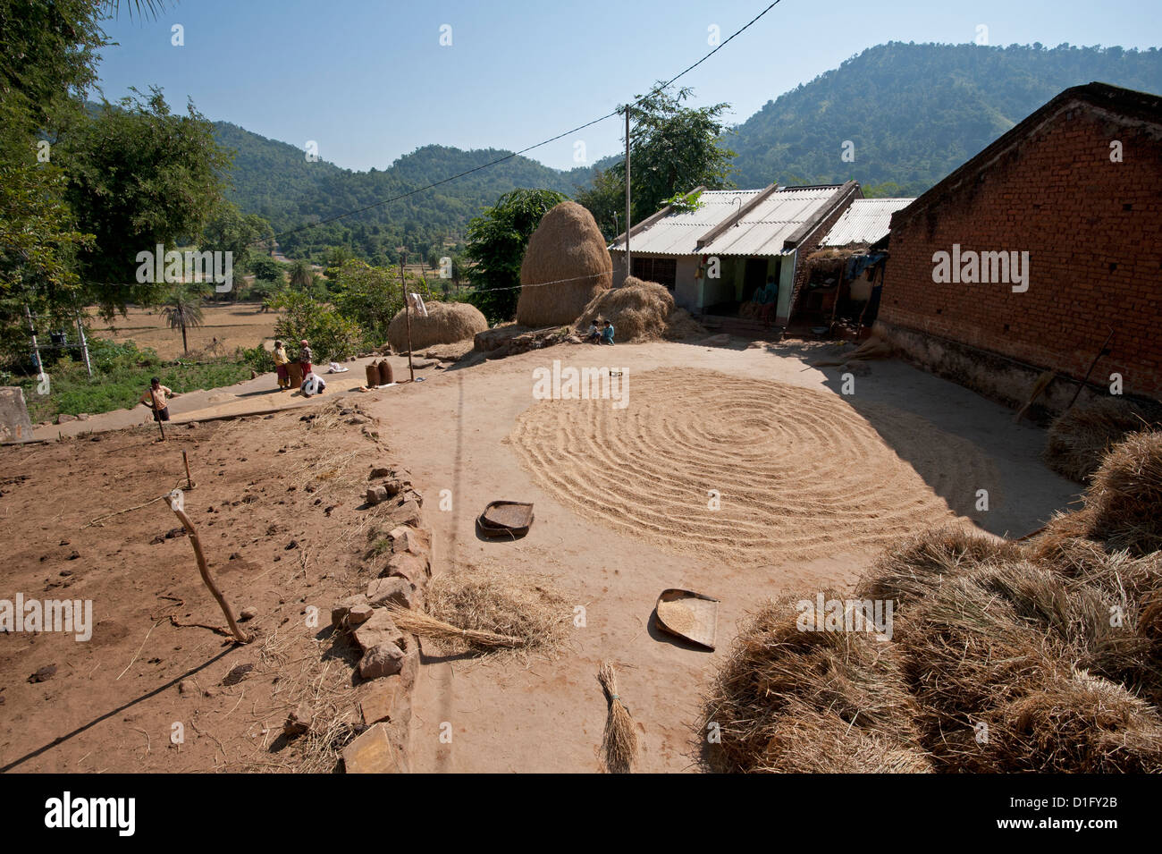 Saura Dorf im ländlichen Orissa hand ausgestreut Reis trocknen im Zentralbereich, Orissan Stil Heuhaufen hinter, Orissa, Indien Stockfoto