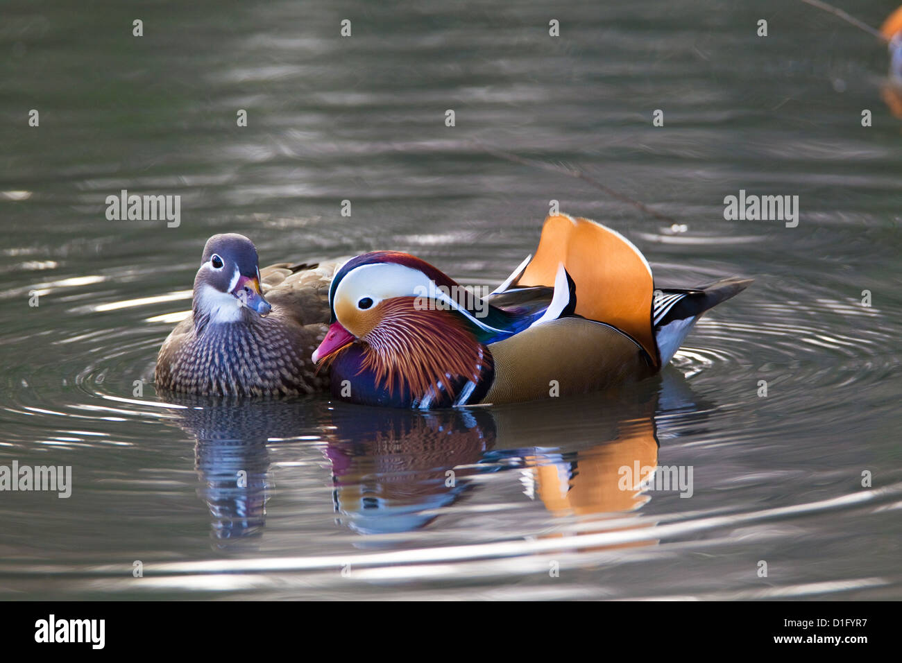 Mandarin Ente paar (Aix Galericulata), männliche und weibliche, London, UK, winter Stockfoto