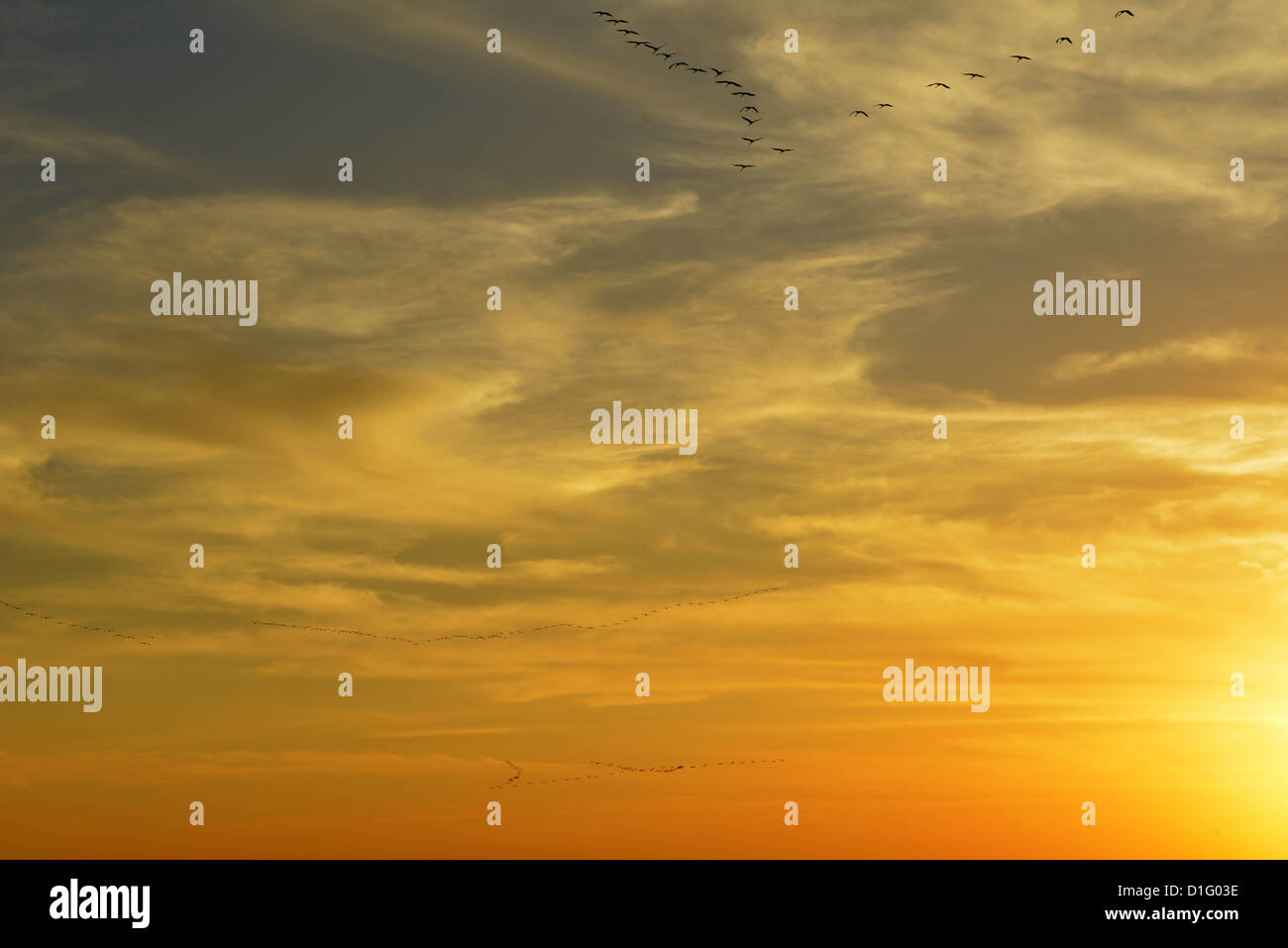 Kraniche (Grus Grus) Sonnenuntergang Silhouetted an. Stockfoto