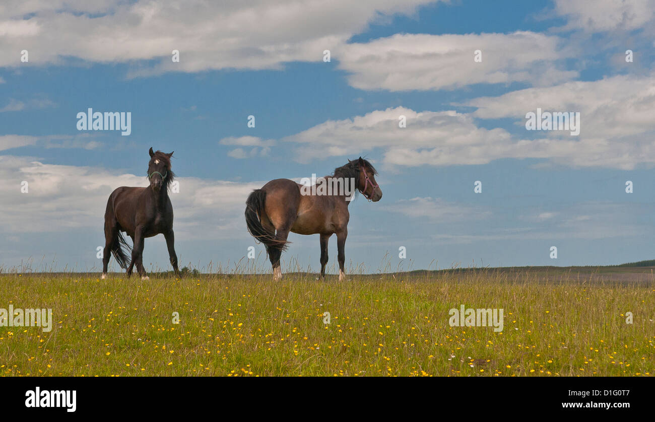 Zwei Pferde, die auf einer Weide stehen und vom Wind bewegte Mähnen und Schwänze, eines blickt in die Kamera; blauer Himmel mit weißen Wolken im Hintergrund. Stockfoto