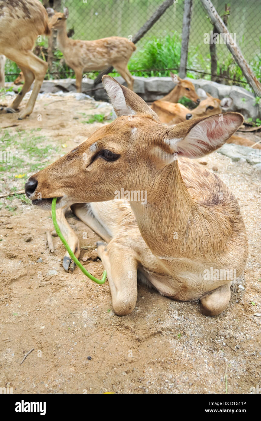 Die Gruppe Eld Hirsche in einem Zoo. Stockfoto