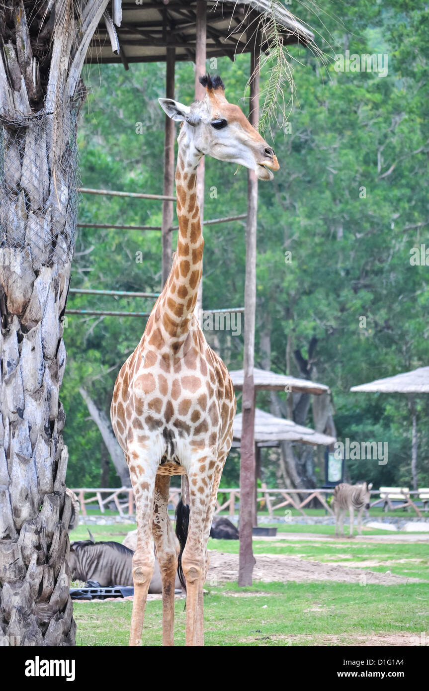 Eine Giraffe steht in einem Zoo. Stockfoto