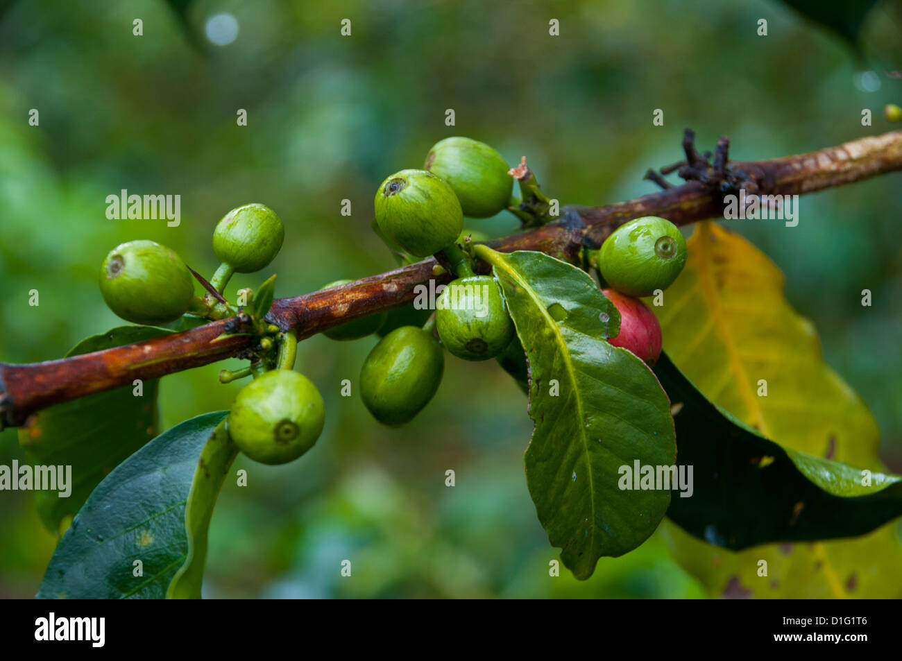 Kaffeebohnen, Hochland, Papua-Neuguinea, Pazifik Stockfoto