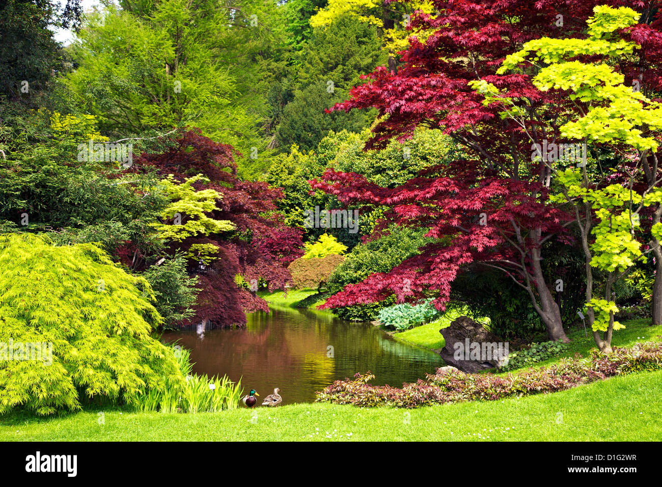 Acer Bäume und Teich in Frühlingssonne, Gärten der Villa Melzi