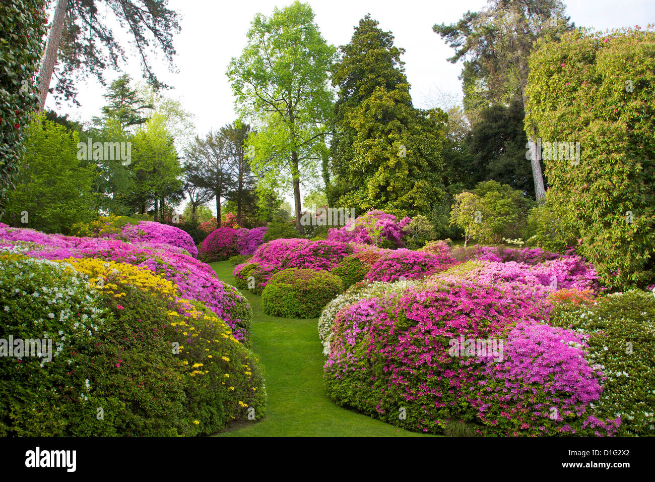 Azaleen im Frühjahr blühen die Gärten der Villa Carlotta, Tremezzo, Comer See, Lombardei, italienische Seen, Italien, Europa Stockfoto