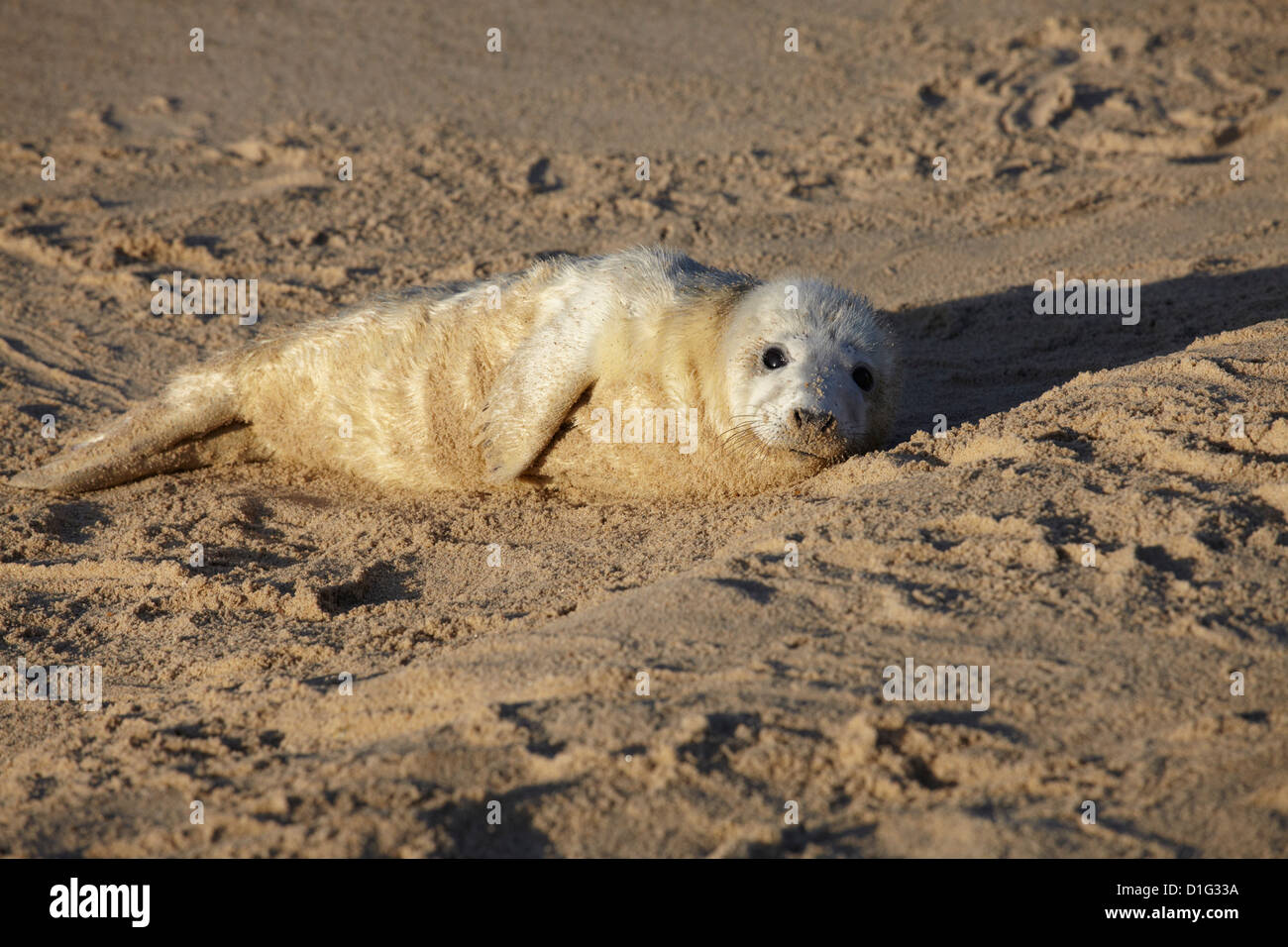 Seal Pup am Strand von Winterton, Norfolk, England, Vereinigtes Königreich, Europa Stockfoto