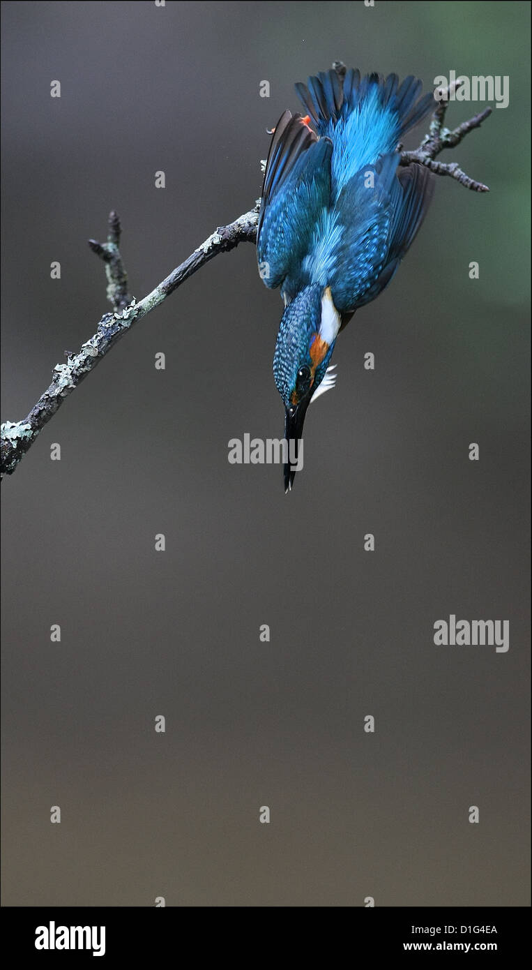 Europäische Eisvogel - Alcedo Atthis Stockfoto