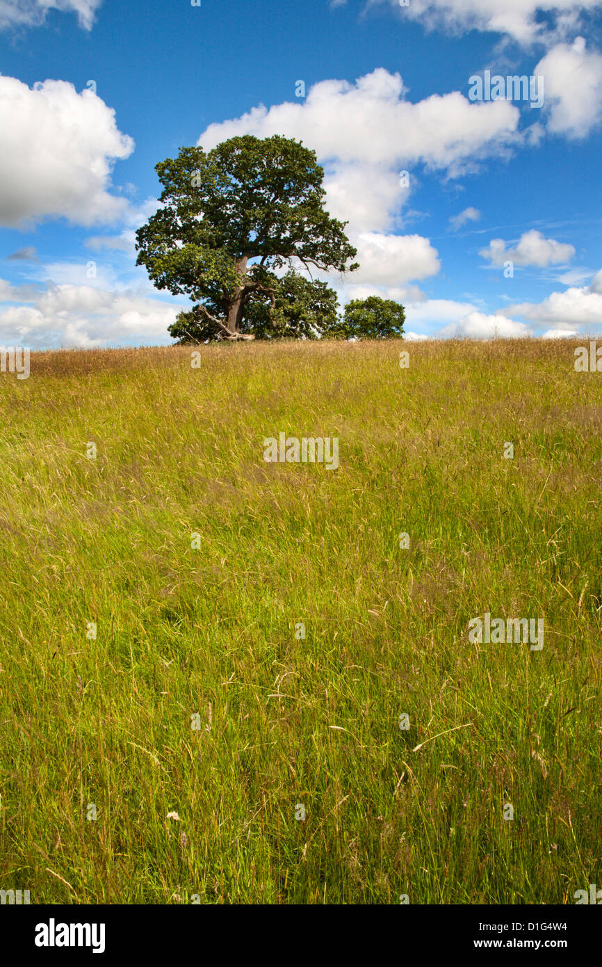 Sommer-Baum und langen Rasen an Jacob Smith Park Knaresborough, North Yorkshire, Yorkshire, England, Vereinigtes Königreich, Europa Stockfoto