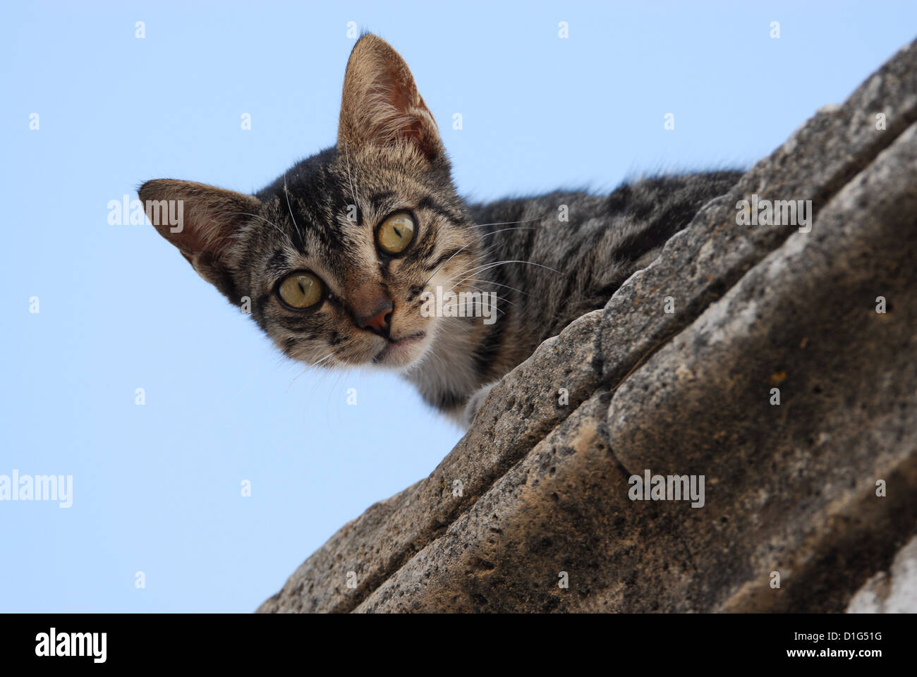 Tabby und White, von einem Gesims, vor blauem Himmel, Griechenland, Dodekanes Insel, Non-Stammbaum Kurzhaar, Felis herabstarren Stockfoto