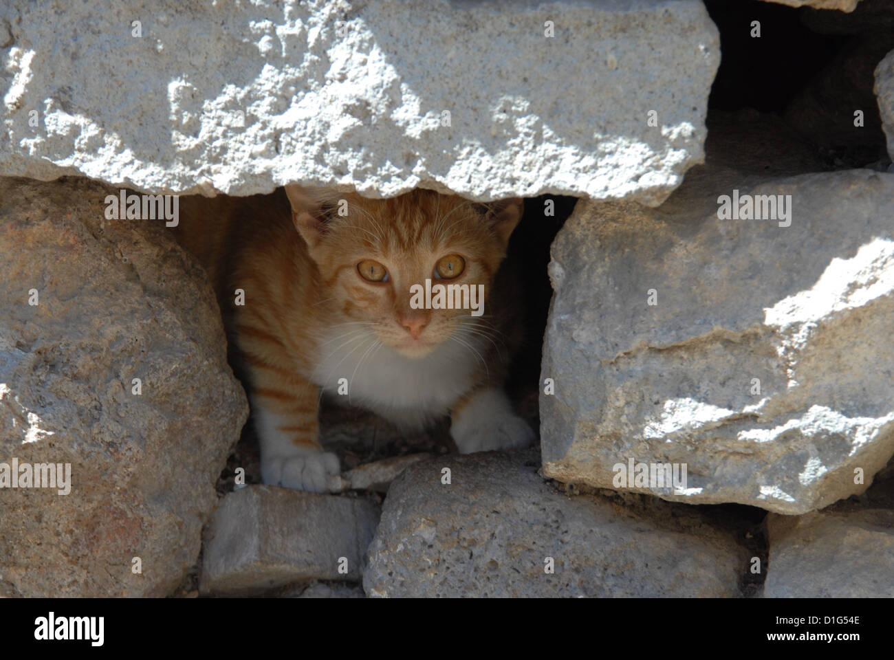 Red Tabby und White, Porträt, Griechenland, Dodekanes Insel, Non-Stammbaum Kurzhaar, Felis Silvestris Forma Catus Domesticus Stockfoto