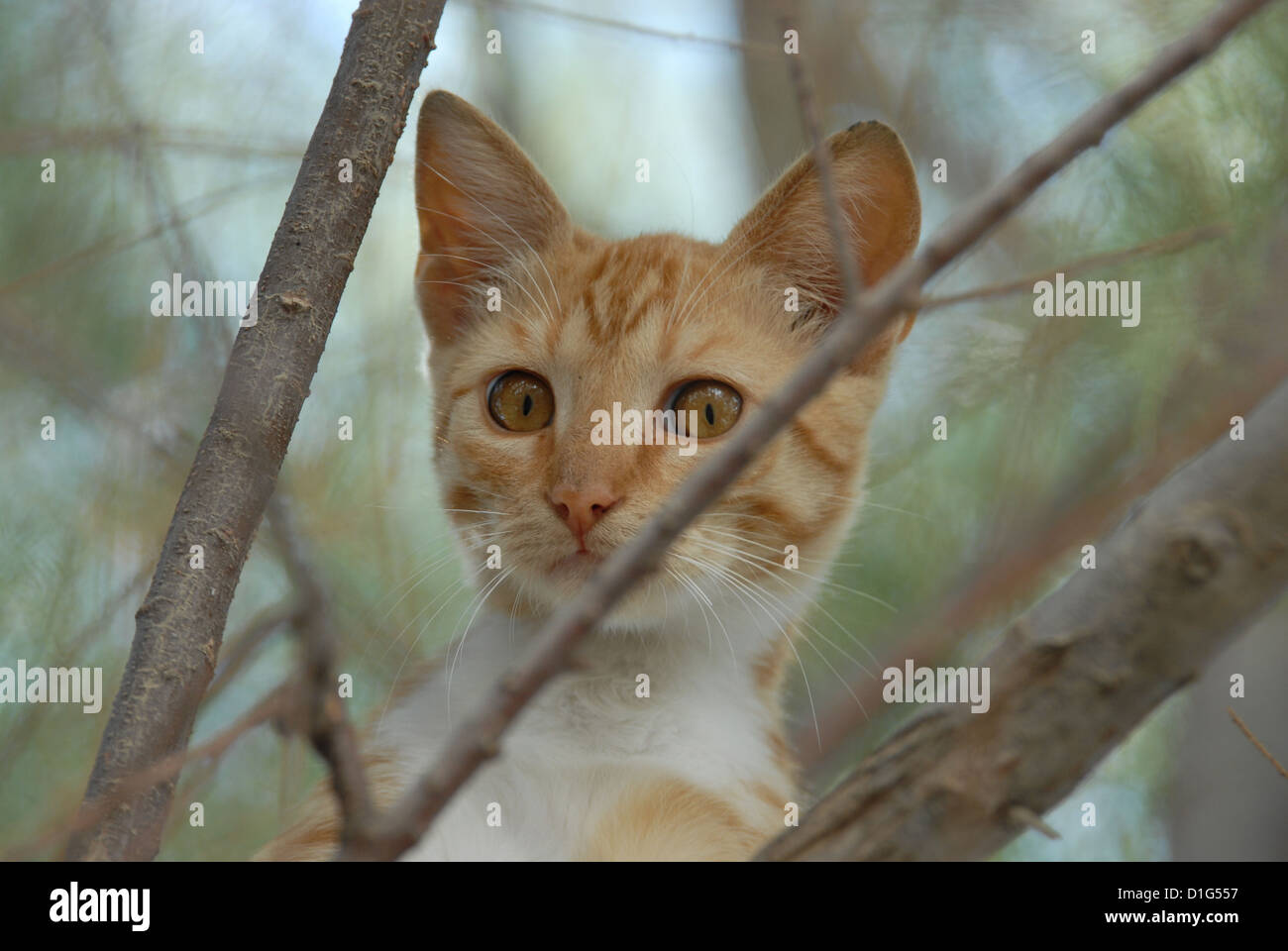 Rot gestromt und weiß, von einem Baum herabstarren Porträt, Griechenland, Dodekanes Insel, Non-Stammbaum Kurzhaar, Felis Silvestris für Stockfoto