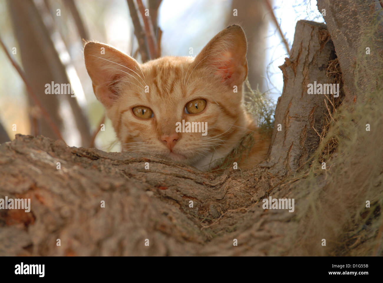 Rot gestromt und weiß, von einem Baum herabstarren Porträt, Griechenland, Dodekanes Insel, Non-Stammbaum Kurzhaar, Felis Silvestris für Stockfoto