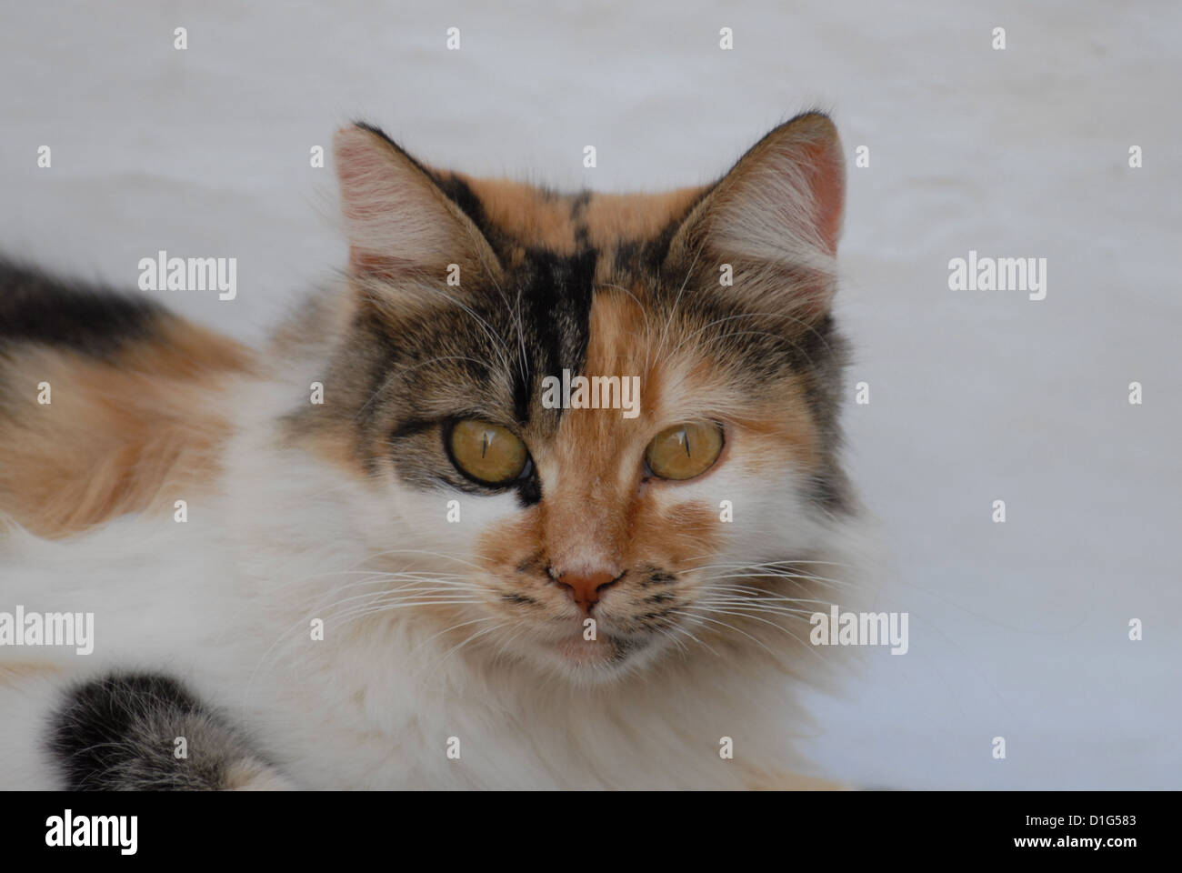 Tortie Tabby und White, Porträt, Griechenland, Dodekanes Insel, Non-Stammbaum, Felis Silvestris Forma Catus Domesticus Stockfoto