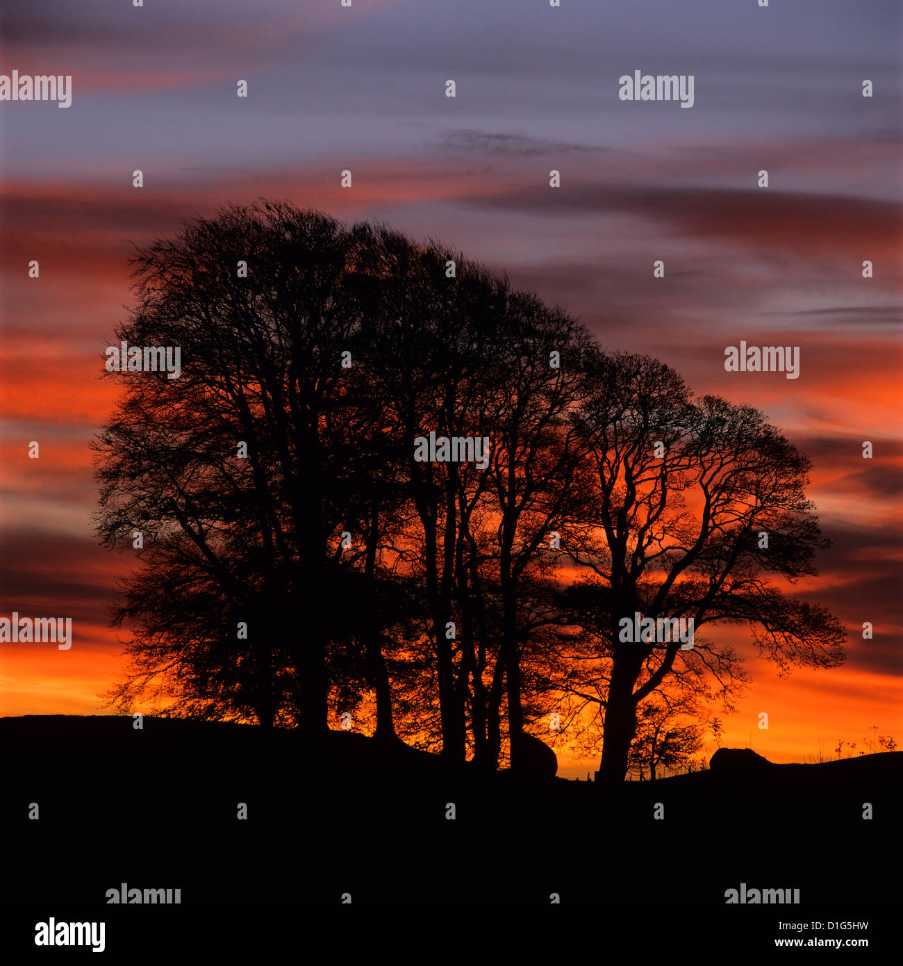 Büschel von Bäumen bei Sonnenaufgang, Avebury, Wiltshire, England, Vereinigtes Königreich, Europa Stockfoto