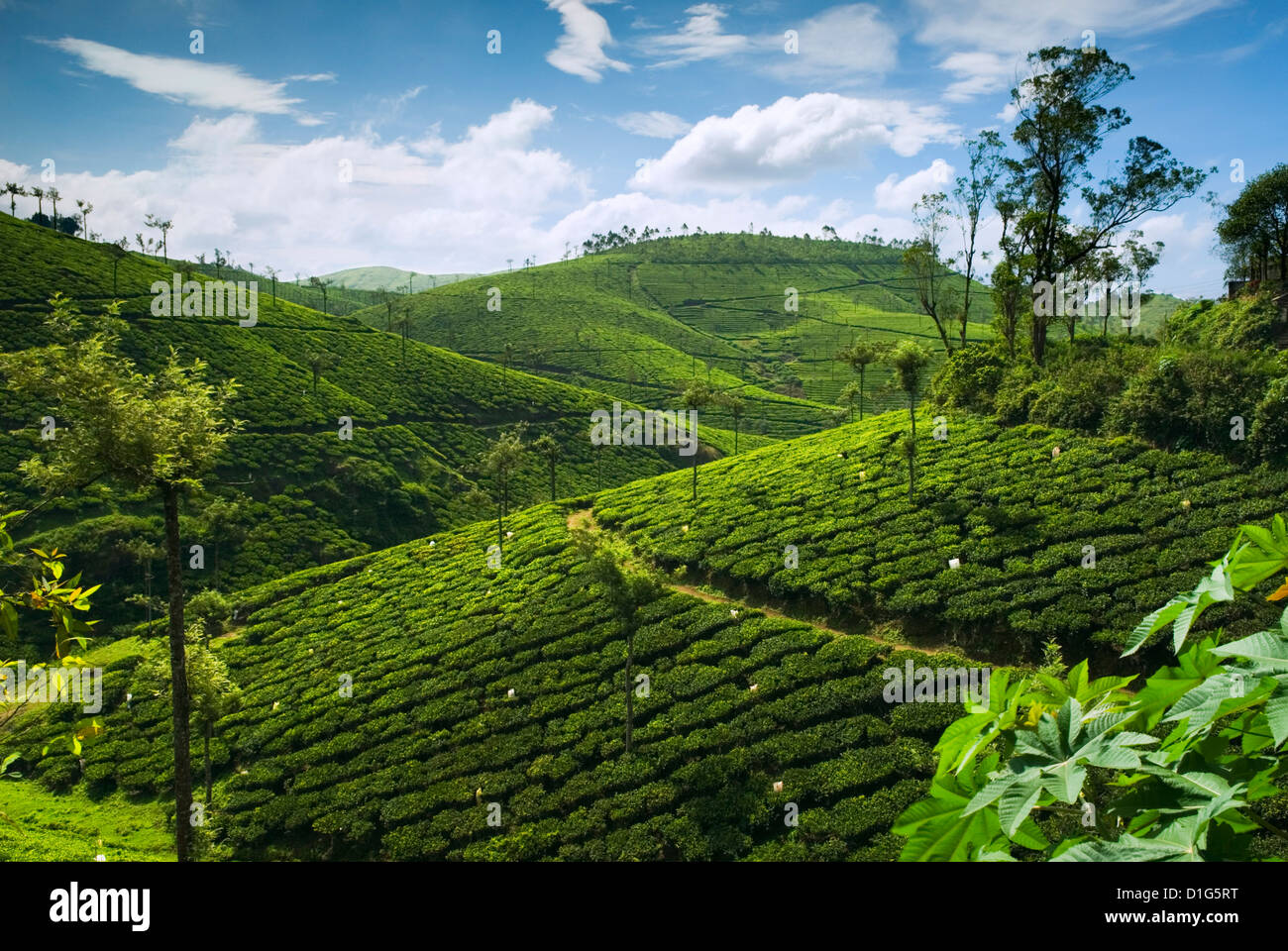 Blick auf Teeplantagen, in der Nähe von Munnar, Kerala, Indien, Asien Stockfoto