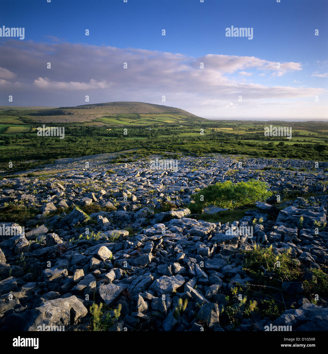 Kalkstein Pflaster, The Burren, County Clare, Munster, Irland, Europa Stockfoto