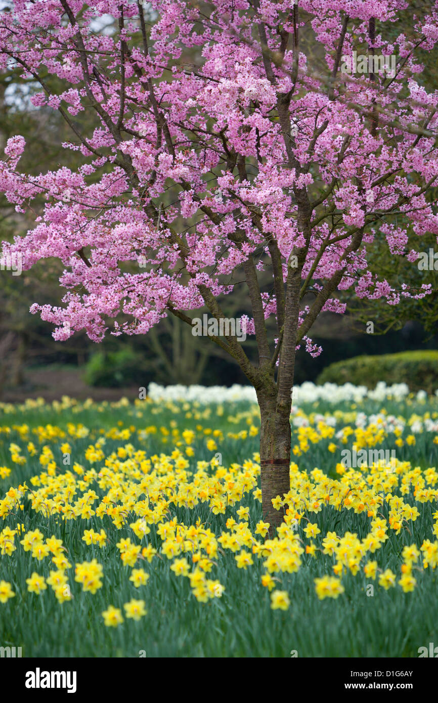 Narzissen und Blüte im Frühjahr, Hampton, Greater London, England, Vereinigtes Königreich, Europa Stockfoto