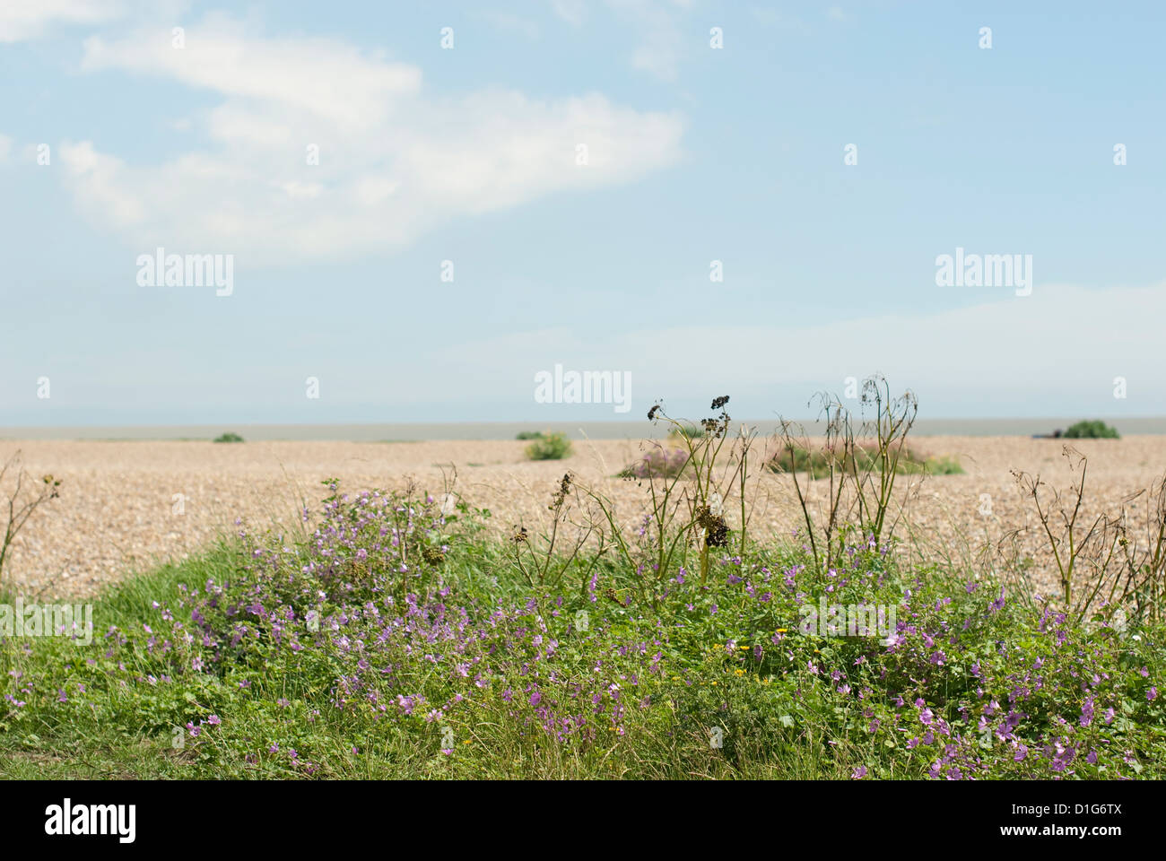 Ein Bild zeigt die Küste am Strand von Aldeburgh, mit Küsten Pflanzen und Blumen im Vordergrund. Stockfoto