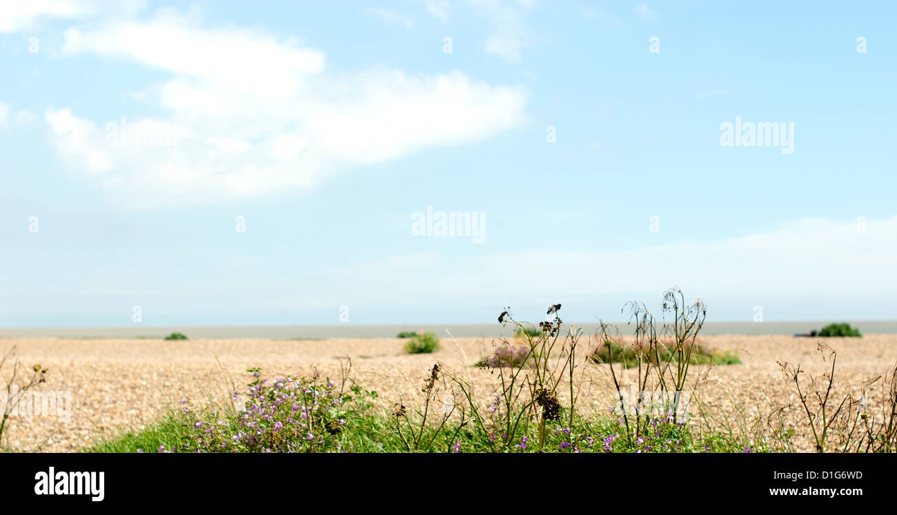 ein leerer Strand erschossen in einem flachen Winkel erfassen die Gräser am Rand des Strandes Stockfoto