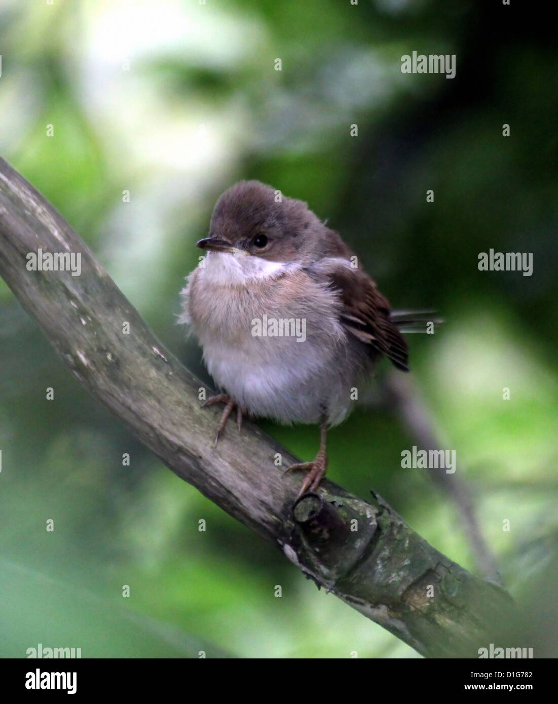 Juvenile common Whitethroat (Sylvia Communis) posiert auf einem Ast Stockfoto