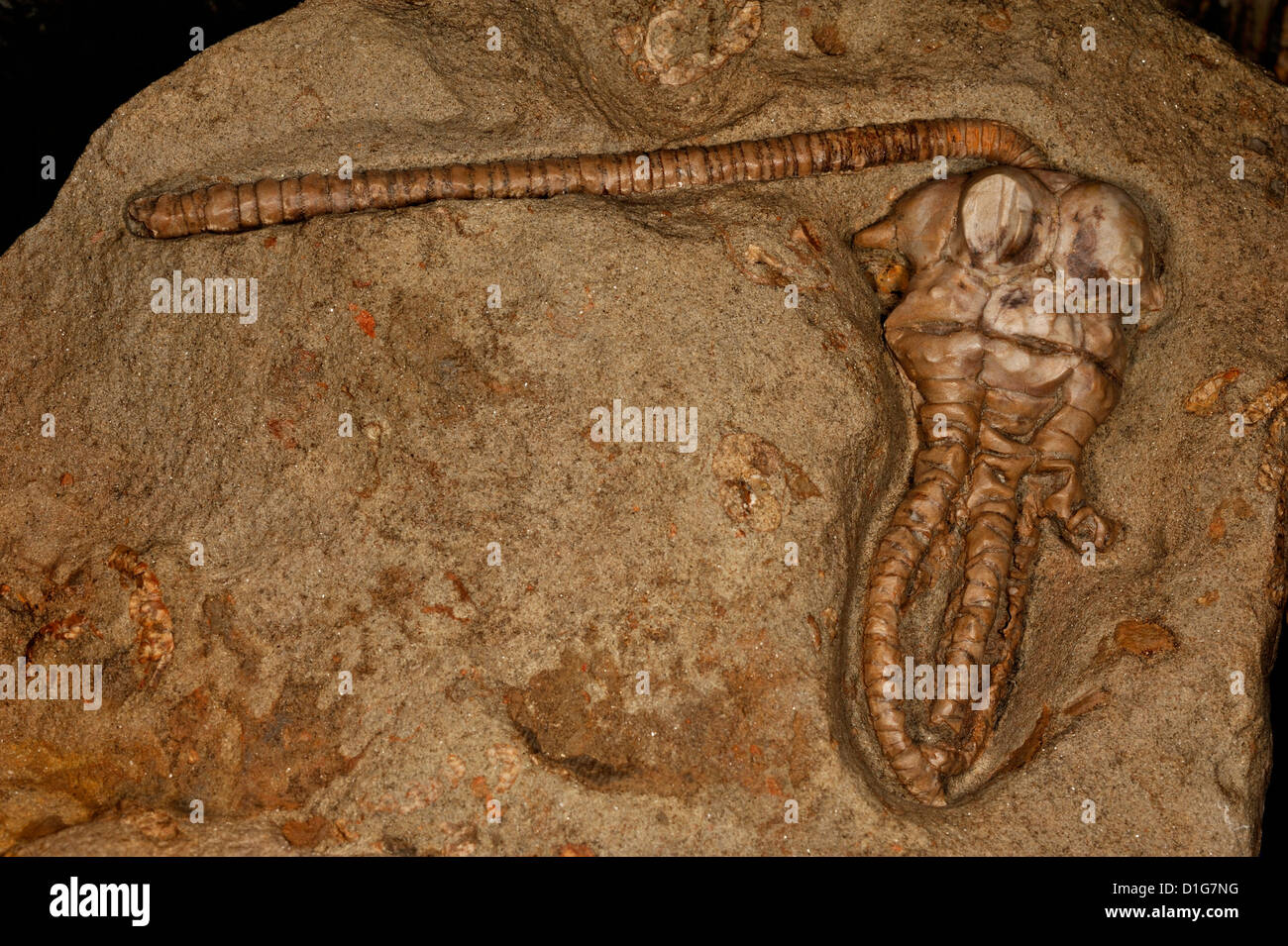 Fossilen Peitschenkorallen Jimbacrinus Bostocki, Crinoide fossilen, Echinodermen, frühen Perm, Cundlego Bildung, Gascoyne Junction, W. A. Stockfoto