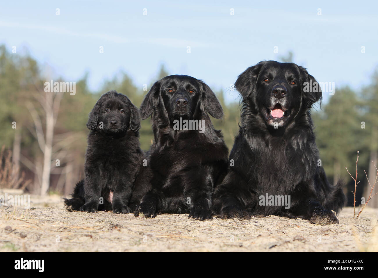 Hovawart Schwarz Erwachsene Erwachsene Welpen Hundewelpen jungen liegen drei verschiedene in der Natur Stockfoto