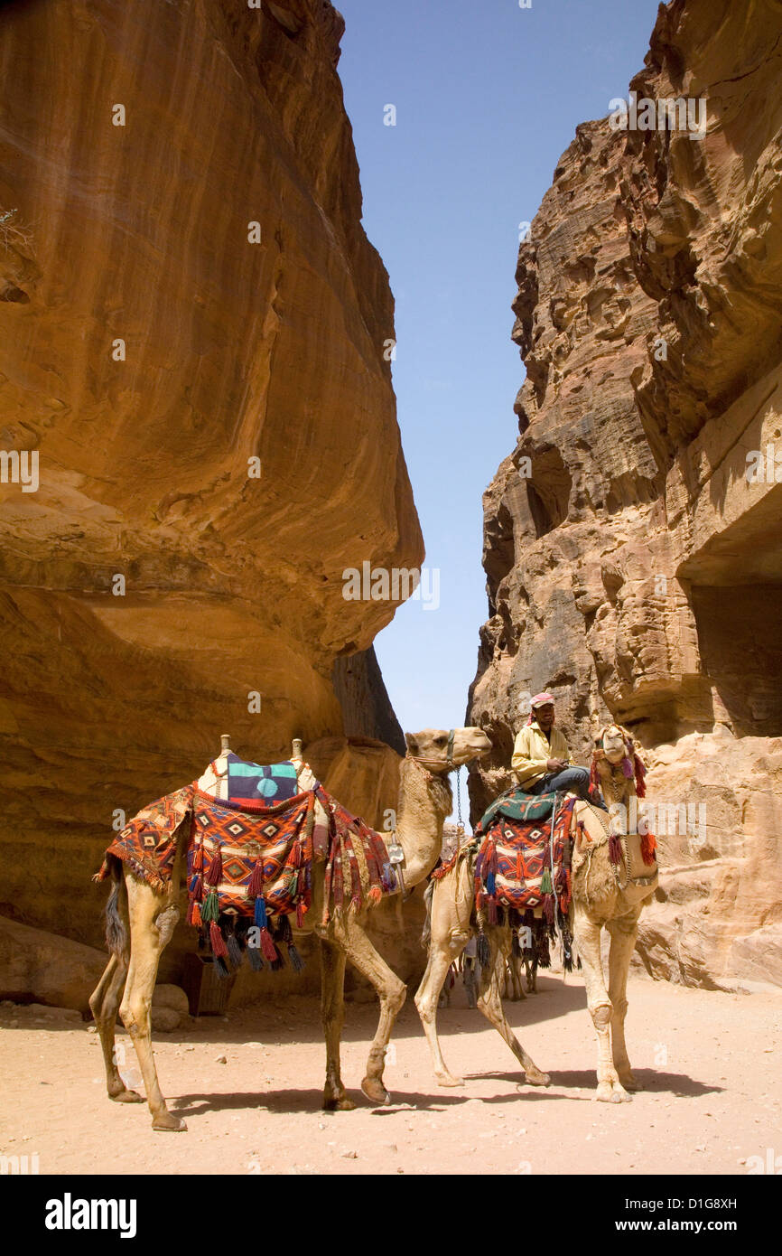 Beduinen-Mann mit zwei Kamele in der Nähe der Schatzkammer, Petra, Jordanien. Stockfoto
