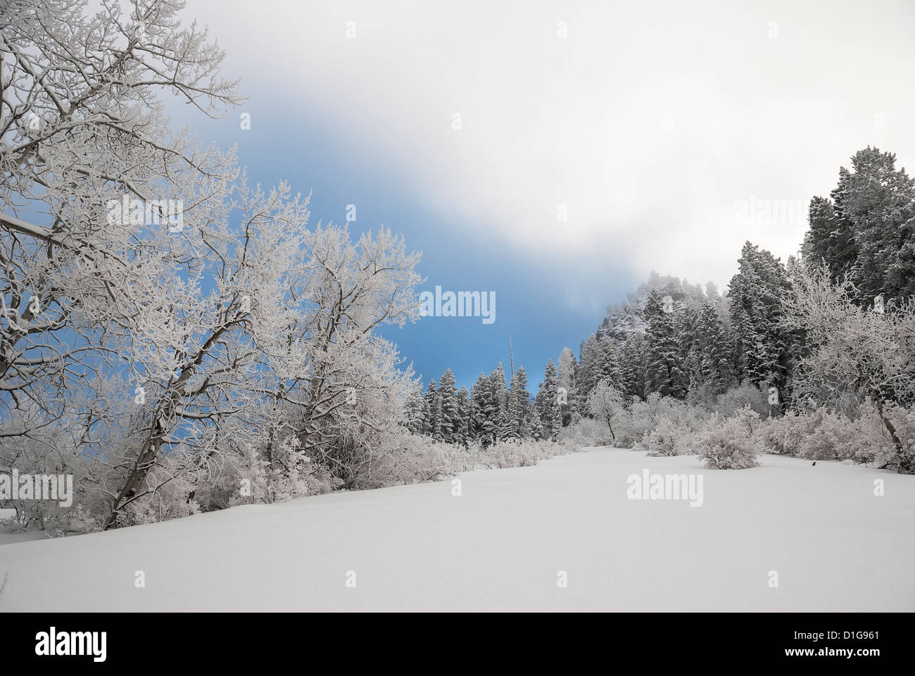 Winter-Szene am Hang des Bonneville-Berg im Wallowa Mountains, Oregon. Stockfoto