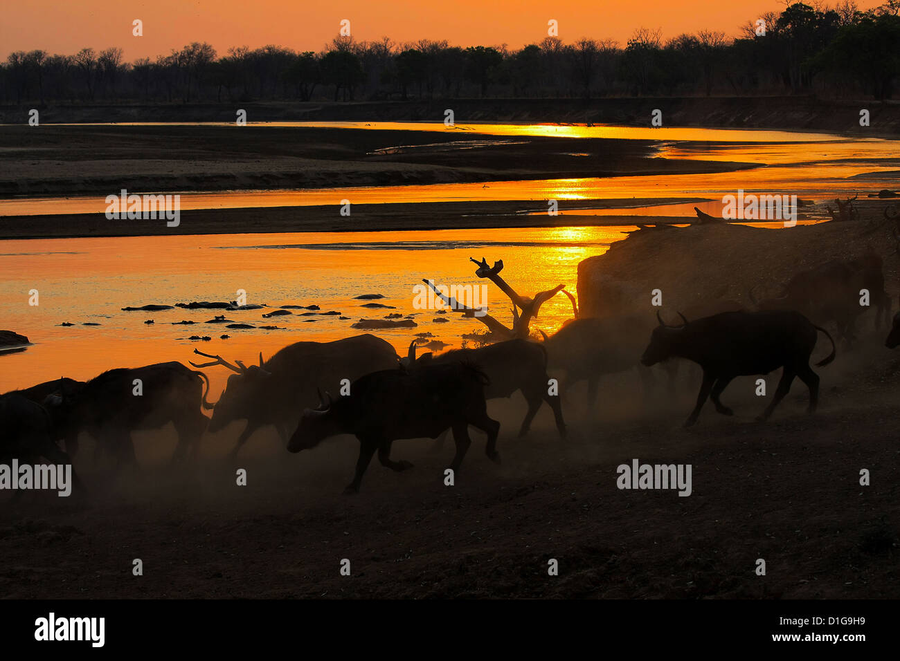 Eine Herde Büffel in der Abendsonne Stockfoto