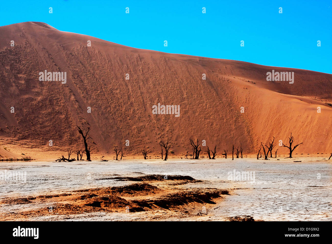 Getrockneten Baumstümpfe Hunderte von Jahren alten Wurf der trockenen Pfanne von Dead Vlei in Namibia Stockfoto