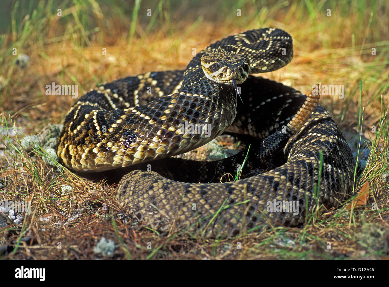 Eastern Diamondback Klapperschlange Crotalus Adamanteus Everglades National Park, Florida, USA können Erwachsene Stockfoto