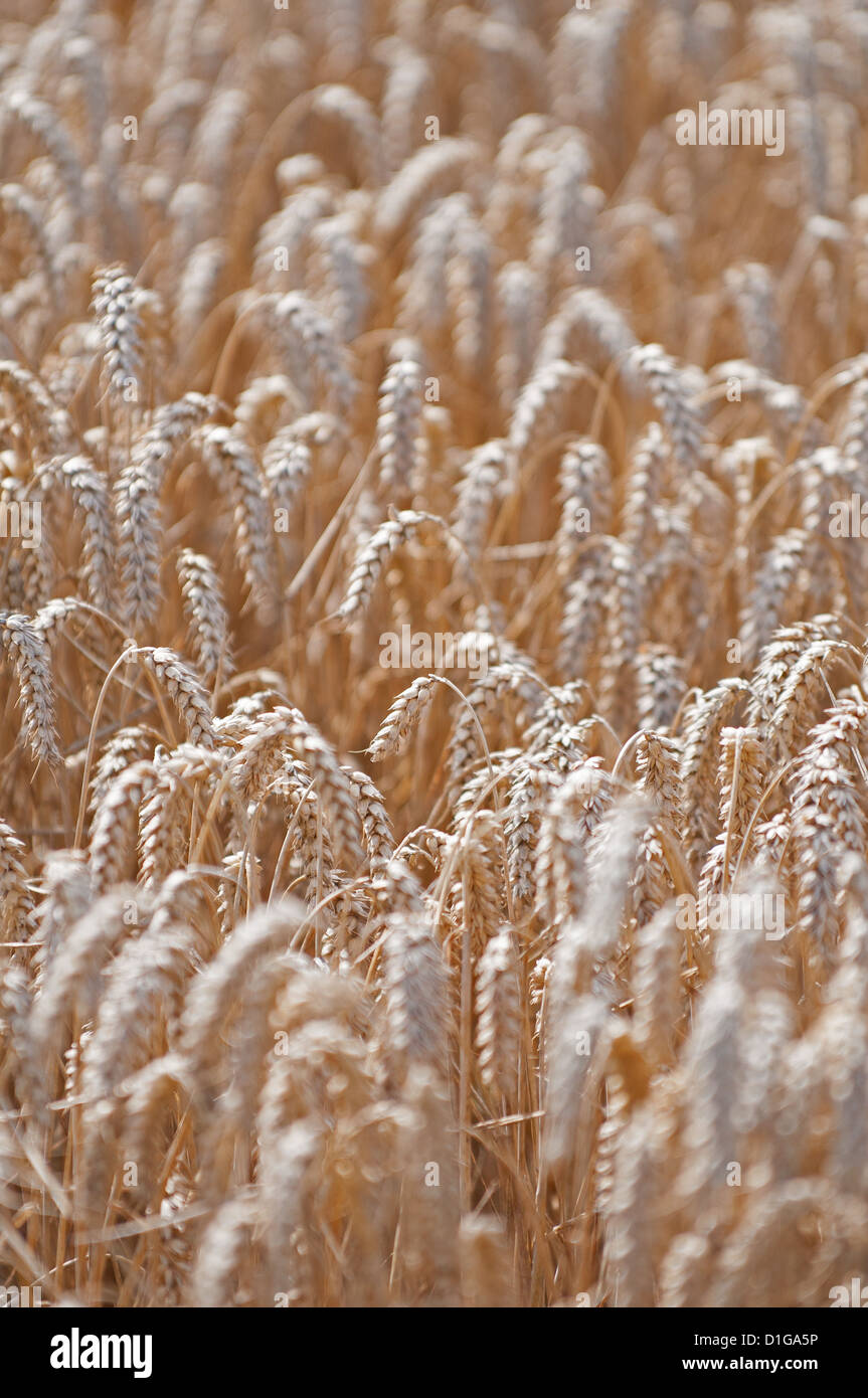 Nahaufnahme des gereiften Weizen in einem Weizenfeld.  Zentrum der Fotografie steht im Mittelpunkt; Vorder- und Hintergrundfarbe werden unscharf geworfen. Stockfoto