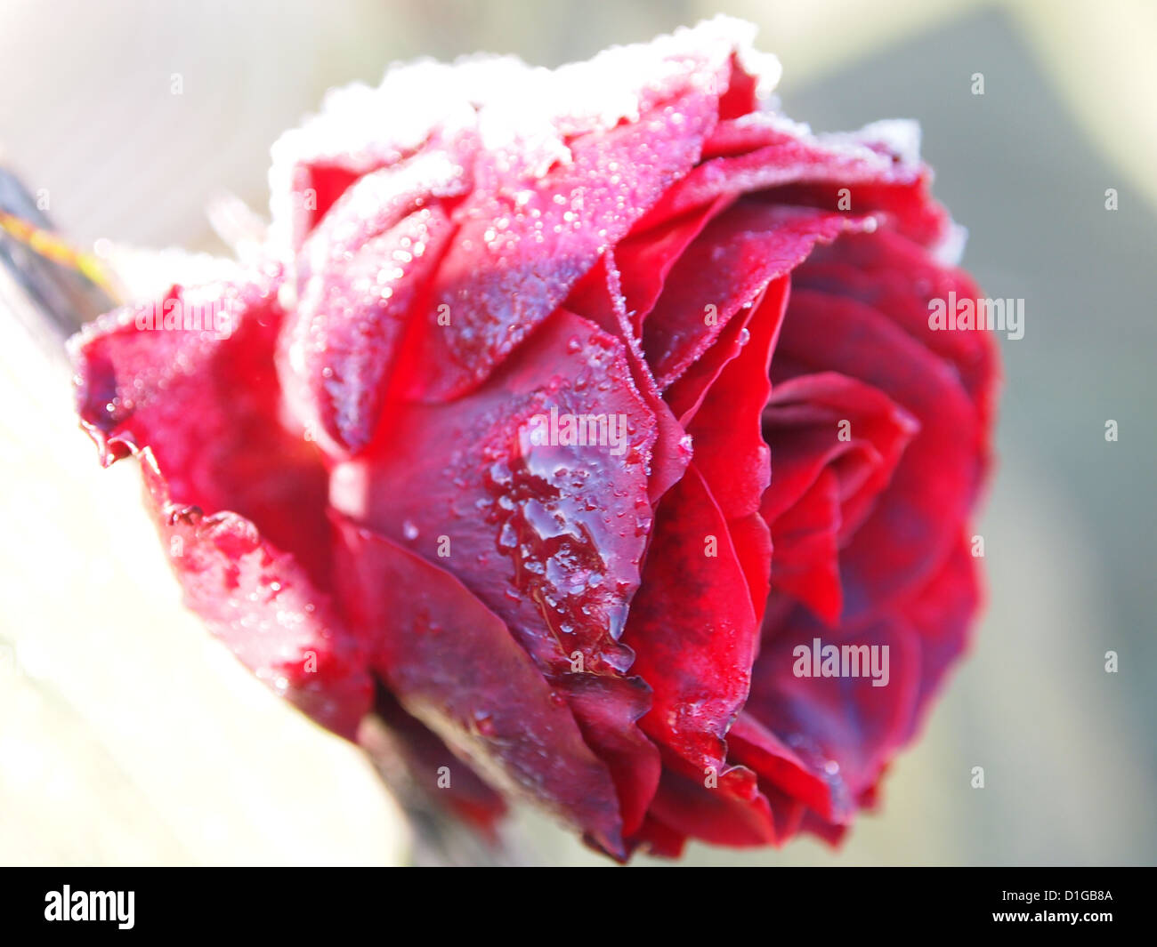 Blumen, Bäume, Pflanzen und Wildtiere Stockfoto