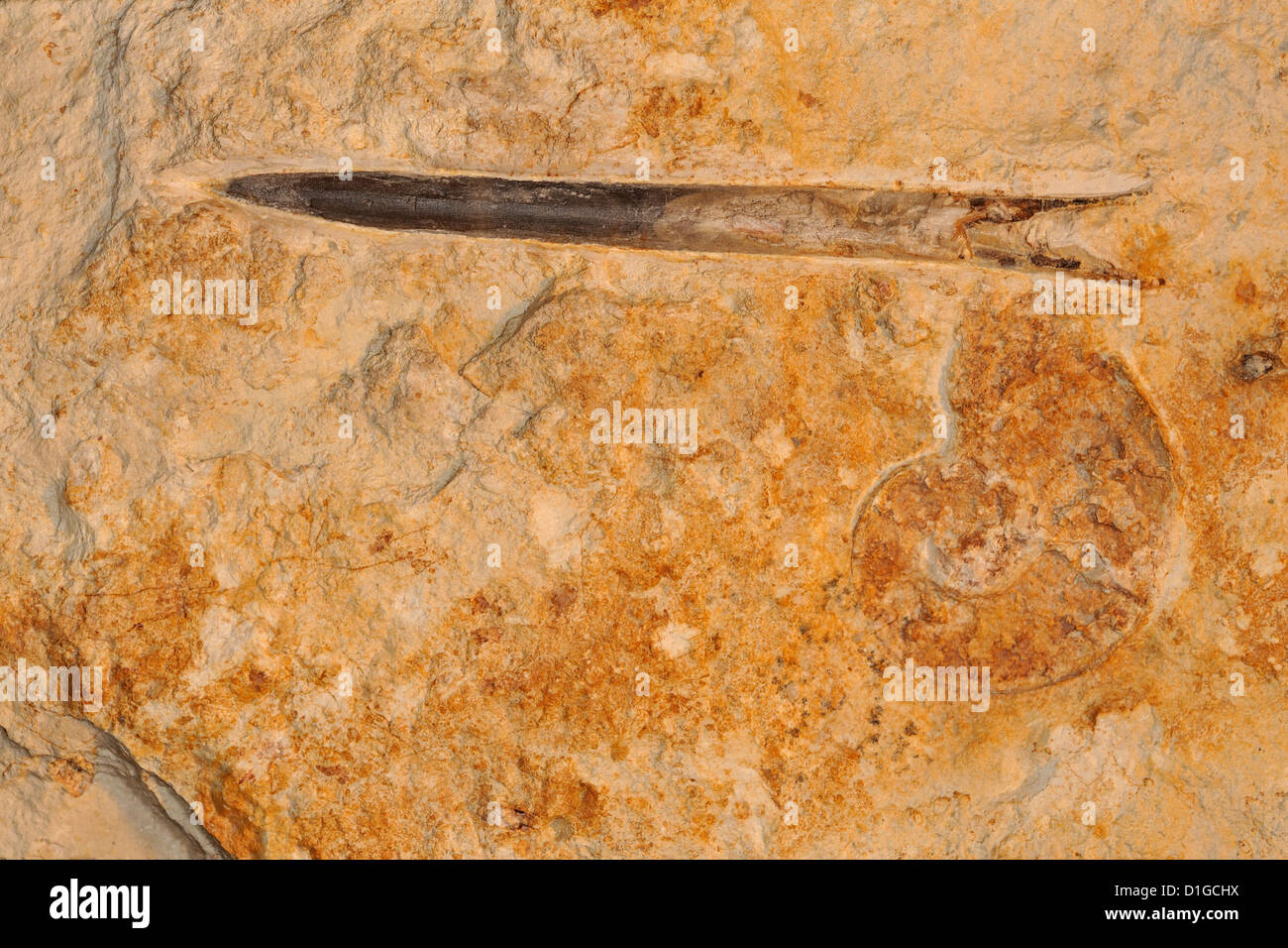 Fossilen Tintenfisch Gladius, Architeuthidae, Mollusken Kopffüßer Stockfoto