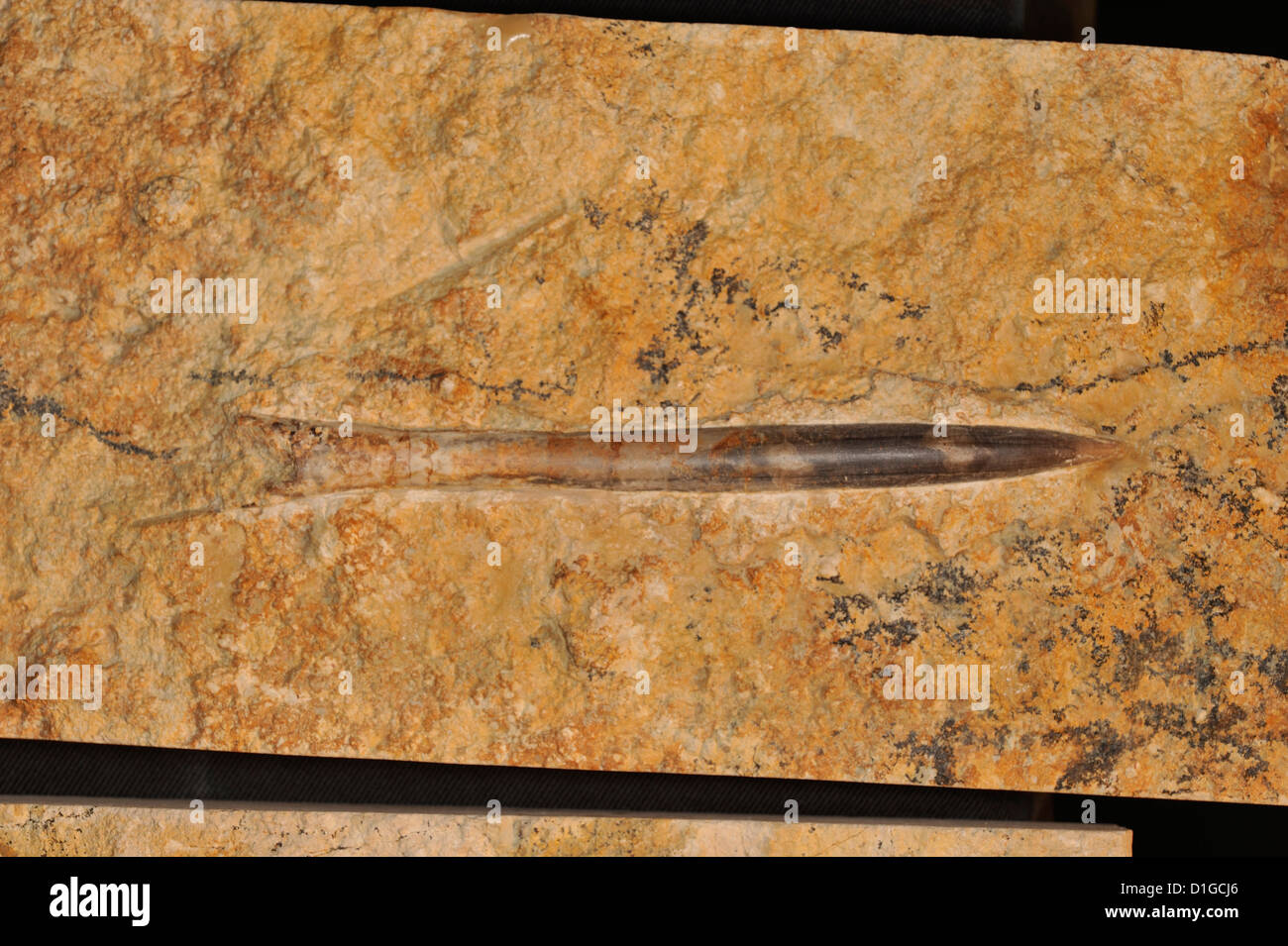 Fossilen Tintenfisch Gladius, Architeuthidae, Mollusken Kopffüßer horizontale Roberto Nistri Tintenfische tierische exitint Stockfoto